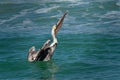 Brown pelican - Pelecanus occidentalis big bird of the pelican family, Pelecanidae, feed and hunt by diving into water. Flying and Royalty Free Stock Photo