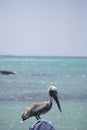 Brown Pelican Pelecanus occidentalis on a boat , Galapagos Islands Royalty Free Stock Photo