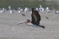 brown pelican (Pelecanus occidentalis) California,USA Royalty Free Stock Photo