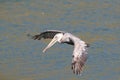 brown pelican (Pelecanus occidentalis) California,USA Royalty Free Stock Photo