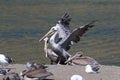 brown pelican (Pelecanus occidentalis) California,USA Royalty Free Stock Photo