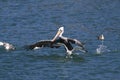 brown pelican (Pelecanus occidentalis) California,USA Royalty Free Stock Photo