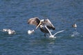 brown pelican (Pelecanus occidentalis) California,USA Royalty Free Stock Photo