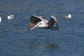 brown pelican (Pelecanus occidentalis) California,USA Royalty Free Stock Photo