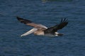 brown pelican (Pelecanus occidentalis) California,USA Royalty Free Stock Photo