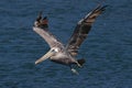 brown pelican (Pelecanus occidentalis) California,USA Royalty Free Stock Photo