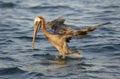 Brown Pelican Pelecanus occidentalis, Elizabeth Bay, Isabela Island, Galapagos Islands Royalty Free Stock Photo