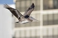 A brown pelican Pelecanus occidentalis in flight in front of condominiums at Fort Myers Beach Florida. Royalty Free Stock Photo