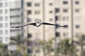 A brown pelican Pelecanus occidentalis in flight in front of condominiums at Fort Myers Beach Florida. Royalty Free Stock Photo