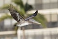 A brown pelican Pelecanus occidentalis in flight in front of condominiums at Fort Myers Beach Florida. Royalty Free Stock Photo