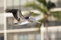 A brown pelican Pelecanus occidentalis in flight in front of condominiums at Fort Myers Beach Florida. Royalty Free Stock Photo