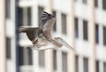 A brown pelican Pelecanus occidentalis in flight in front of condominiums at Fort Myers Beach Florida. Royalty Free Stock Photo