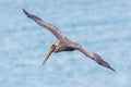 Brown pelican (Pelecanus occidentalis)