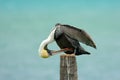 Brown Pelican, Pelecanus occidentalis, Florida, USA. Bird cleanig plumage. Pelican on tree trunk, sea in background.
