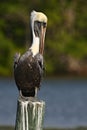 Brown Pelican, Pelecanus occidentalis, Florida, USA. Bird sitting on the tree stump above the water. Sea bird in the nature Royalty Free Stock Photo