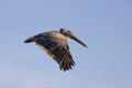 Adult Brown Pelican