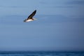 Brown Pelican Pelecanus occidentalis flying in a blue sky in Oregon over the Pacific Ocean