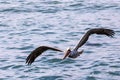 Brown pelican [pelecanus occidentalis] flying on the central coast of Cambria California USA Royalty Free Stock Photo