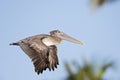 A brown pelican Pelecanus occidentalis flying in front of a blue sky and palm trees at Fort Myers Beach Florida. Royalty Free Stock Photo