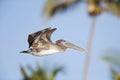 A brown pelican Pelecanus occidentalis flying in front of a blue sky and palm trees at Fort Myers Beach Florida. Royalty Free Stock Photo