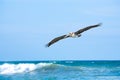 Brown Pelican in flight Royalty Free Stock Photo