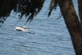 A Brown Pelican Pelecanus Occidentalis flying over Tampa Bay at Philippe Park in Safety Harbor, Florida.