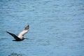 A Brown Pelican Pelecanus Occidentalis flying over Tampa Bay at Philippe Park in Safety Harbor, Florida. Royalty Free Stock Photo