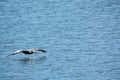 A Brown Pelican Pelecanus Occidentalis flying over Tampa Bay at Philippe Park in Safety Harbor, Florida.