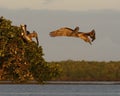 Brown pelican Pelecanus occidentalis flying