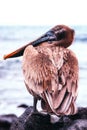 Brown Pelican Pelecanus occidentalis Galapagos Islands, Ecuador Royalty Free Stock Photo