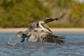 The Brown Pelican, Pelecanus occidentalis