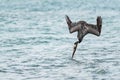 Brown Pelican - Pelecanus occidentalis, large water bird Royalty Free Stock Photo