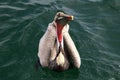 Brown Pelican, Pacific Ocean Royalty Free Stock Photo