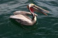 Brown Pelican, Pacific Ocean Royalty Free Stock Photo