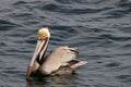 Brown Pelican, Pacific Ocean Royalty Free Stock Photo