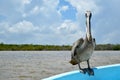 Brown Pelican, Pelecanus occidentalis, perched on the edge of a boat, close-up view, Mexico