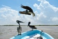 Brown Pelican, Pelecanus occidentalis, perched on the edge of a boat, close-up view, Mexico