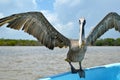 Brown Pelican Pelecanus occidentalis, perched on the edge of a boat, wings outstretched, close-up view, Mexico