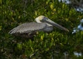 Brown pelican Pelecanus occidentalis perched in a tree