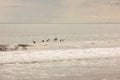 Brown pelican Pelecanus occidentalis pod over the water and sky Royalty Free Stock Photo