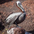 A brown pelican (Pelecanus occidentalis) on the rock