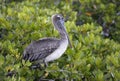 Brown Pelican Pelecanus occidentalis, Santa Cruz Island, Galapagos Islands Royalty Free Stock Photo