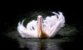 Brown Pelican Pelecanus occidentalis shaking water off feathers with flapping wings, drops of water glittering Royalty Free Stock Photo