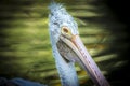 Brown Pelican Pelecanus occidentalis shaking water off feathers with flapping wings, drops of water glittering Royalty Free Stock Photo