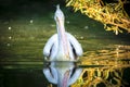 Brown Pelican Pelecanus occidentalis shaking water off feathers with flapping wings, drops of water glittering Royalty Free Stock Photo