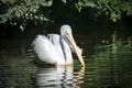 Brown Pelican Pelecanus occidentalis shaking water off feathers with flapping wings, drops of water glittering Royalty Free Stock Photo