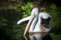 Brown Pelican Pelecanus occidentalis shaking water off feathers with flapping wings, drops of water glittering Royalty Free Stock Photo