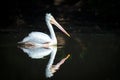 Brown Pelican Pelecanus occidentalis shaking water off feathers with flapping wings, drops of water glittering Royalty Free Stock Photo