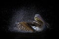 Brown Pelican Pelecanus occidentalis shaking water off feathers with flapping wings, drops of water glittering. Royalty Free Stock Photo