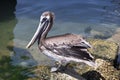 North American Brown Pelican near water